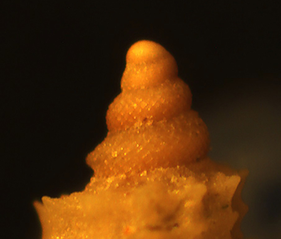 Raphitoma da determinare